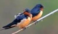 Swallow and the basic information about swallow