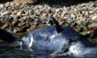 Swallowed 22kg of plastic garbage, the mother's body was buried when she had not given birth