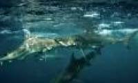 Swallowing the bait, the black fin shark snapped the wrong head