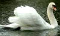 Swans attacked people on the river