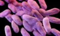 Swedish scientist warns of an epidemic of bacteria at a Vietnamese hospital