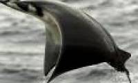 Swim with thousands of stingrays