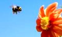 Switching energy to safety, bees straighten their legs to firmly fly in the wind