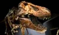 T. rex dinosaurs are real assassins