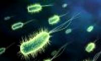 Take a picture of the drug-resistant Ecoli virus