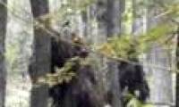 Take a picture of two Bigfoot beasts in the forest