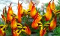 'Take advantage of' the beauty of one of the world's rarest flower species