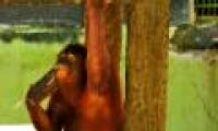 Take the orangutans to the island to detox