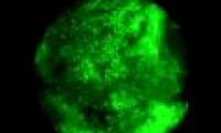 Taking photos of cancer cells with regular cameras