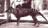 Tasmanian tiger extinct due to human error