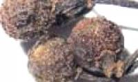 Taste of pepper 13,000 years