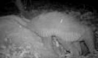 Tatu found giant, rare