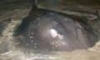 Teaching children fishing, suddenly caught the largest giant rays of South Africa