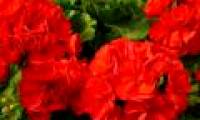 Technical guidance on planting and caring for geraniums