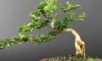 Technique of bending bonsai to create art