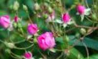 Techniques for growing black roses