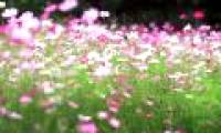 Techniques for growing butterfly wings in the garden
