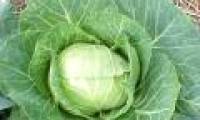 Techniques for growing cabbage
