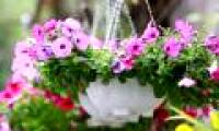 Techniques for growing oat flowers with branches