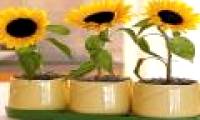 Techniques for growing sunflowers in pots
