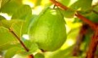 Techniques for growing Taiwanese guava in simple, high-yield pots