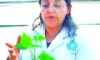 Techniques increase plant growth by 50%