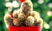 Techniques to plant and care for cacti