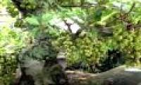 Techniques to plant and care for ornamental figs
