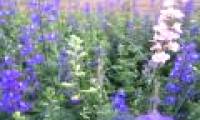 Techniques to plant violet blooming flowers right on Tet occasion are just a few simple steps