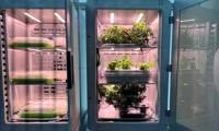 Technology of growing plants in the dark