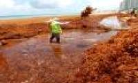 Tens of thousands of tons of horse tail algae swallowed the beaches of Mexico