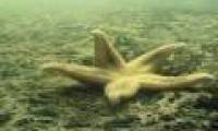 Terrible data about dead seas on the oceans