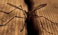 Terrible diseases spread by mosquitoes