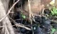 Terrible hot sun causes bats to fall like a fig in Australia