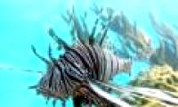 Terrifying assassin in the Caribbean Sea