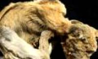 Test of 1,000-year-old dog mummy DNA