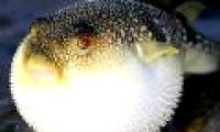 Tetrodotoxin: Common poison in puffer fish