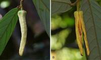 Thailand discovers new plant species, named after Lisa of BlackPink group