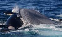That's good fighting, but killer whales succumb to these gentle 'guardians'