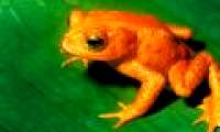 The 10 largest natural extinctions since the 1990s