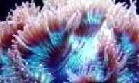 The 10 most endangered corals