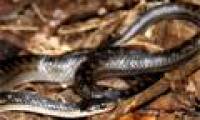 The 10 rarest snakes of the planet are about to be extinct
