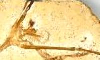 The 115 million-year fossil of the world's oldest lilies