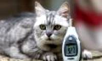 The 12-year-old white gray cat is the tallest in the world
