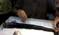 The 1.5 meter long giant species makes scientists frightened