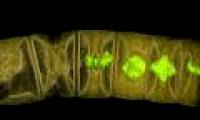The 1.6 billion year fossil shook the theory of life on Earth
