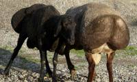 The 200kg sheep breed in Tajikistan helps cope with climate change