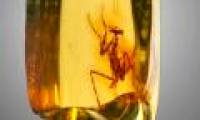 The 30 million-year-old mantis is perfectly preserved in amber