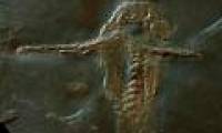 The 390-million-year-old fossil has claws