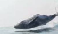 The 40 ton humpback whale is flying on the water